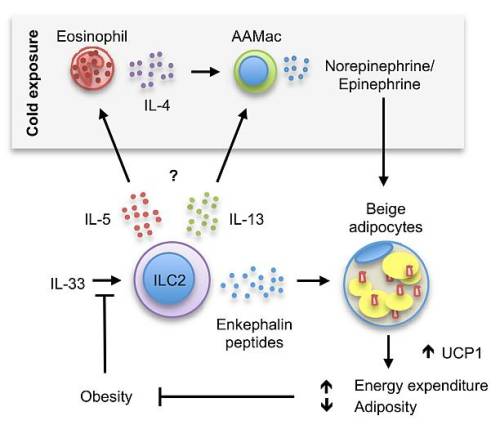 **Immune system controls beiging obesity**